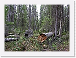 3in forest * 3152 x 2269 * (10.48MB)